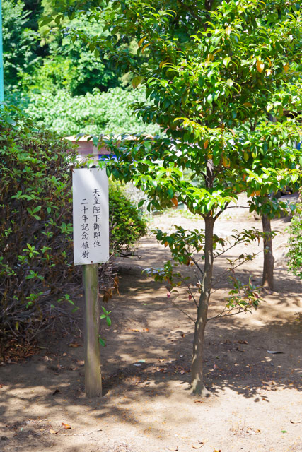 七郷神社にある天皇陛下御即位記念の植樹