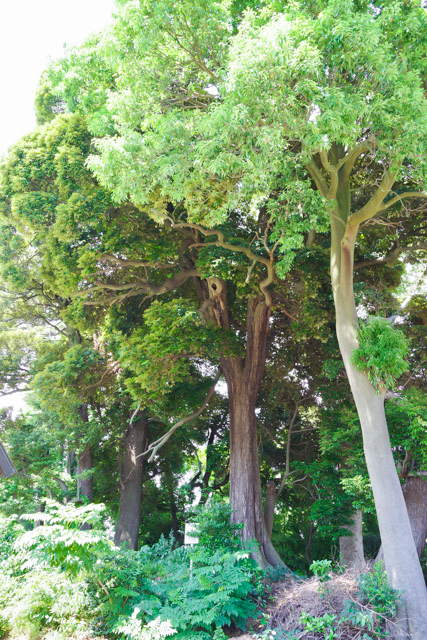 七郷神社のしいの木
